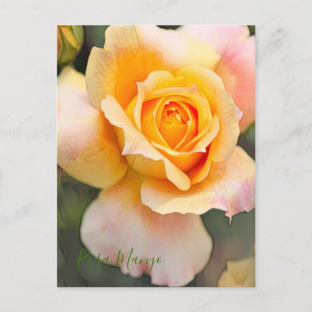 Rosa "Manyo" [Postkarte] Postkarte (Vorderseite)