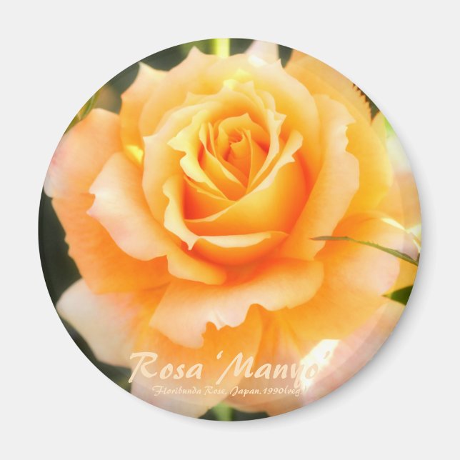 Rosa ‘Manyo’：Round Magnet (Vorne)