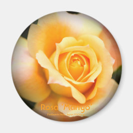 Rosa ‘Manyo’:Round Magnet