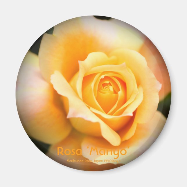 Rosa ‘Manyo’：Round Magnet (Vorne)