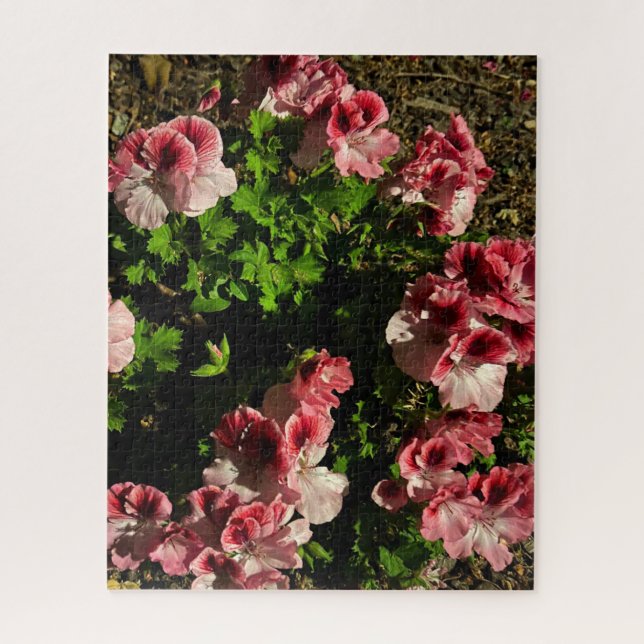 Rosa Martha Washington Geranie, San Mateo Puzzle (Vertikal)