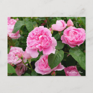 Rosa Mary Rose [Postkarte] Postkarte