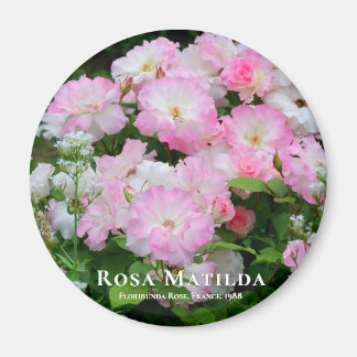 Rosa Matilda グ ネ Magnet