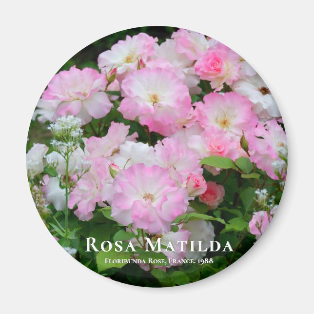 Rosa Matilda グ ネ Magnet (Vorne)