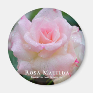 Rosa Matilda Magnet