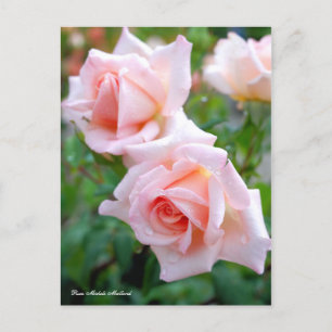 Rosa Michele Meilland [Postcard] Postkarte