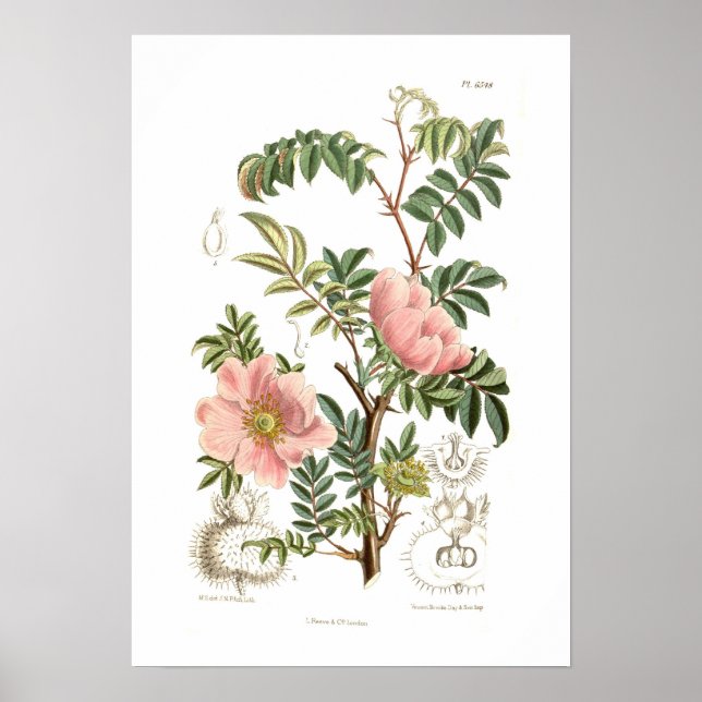 Rosa microphylla poster (Vorne)