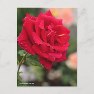 Rosa Mister Lincoln Postkarte