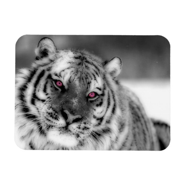 Rosa Mit Augen Tiger Magnet (Horizontal)