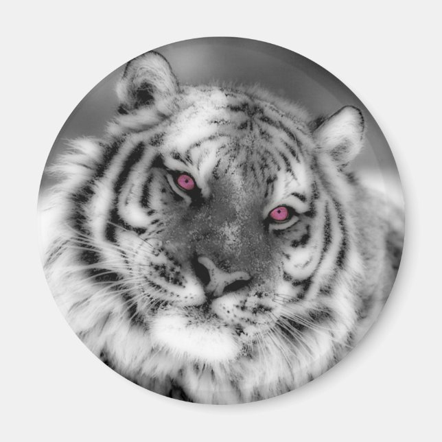 Rosa Mit Augen Tiger Magnet (Vorne)
