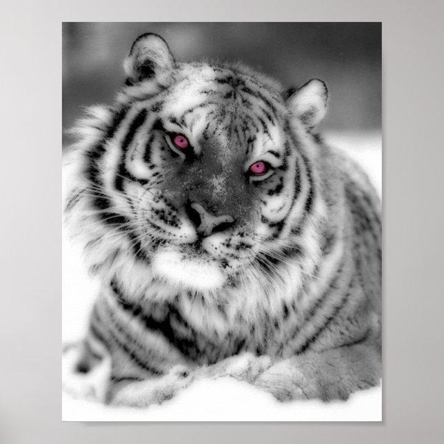 Rosa Mit Augen Tiger Poster (Vorne)