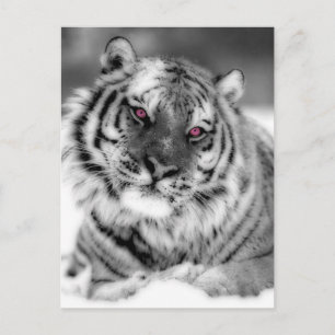 Rosa Mit Augen Tiger Postkarte
