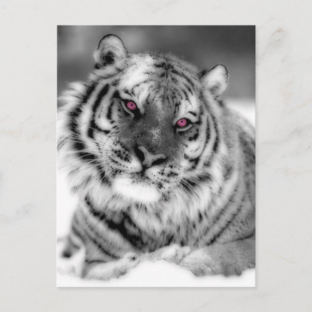 Rosa Mit Augen Tiger Postkarte (Vorderseite)