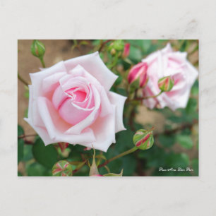 Rosa Mme. Léon Pain [Postkarte] Postkarte