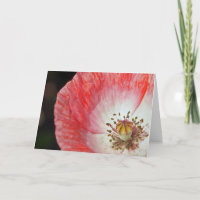 Rosa Mohnblumen-Geburtstag