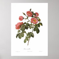 Rosa mollis von Pierre-Joseph Redoute