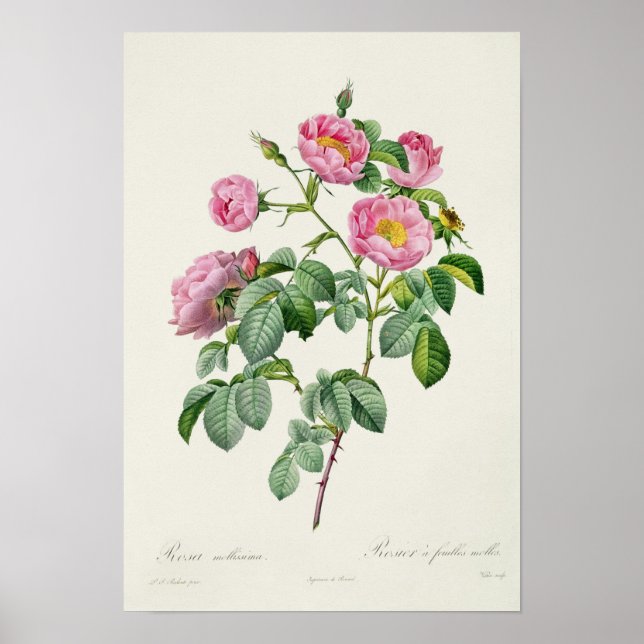 Rosa Mollissima von "Les Rose" Poster (Vorne)