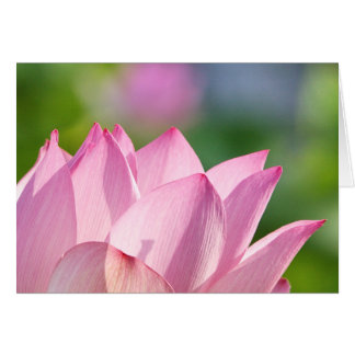 Rosa Morgen