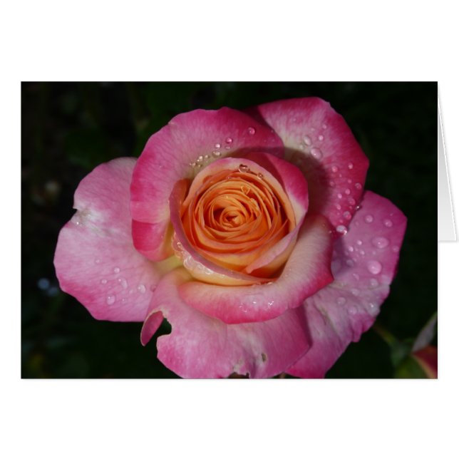 Rosa morgendliche Rose (Vorderseite (Horizontal))