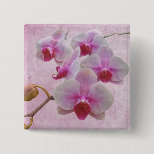Rosa Moth Orchids - Phalaenopsis Button