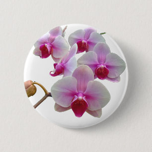 Rosa Moth Orchids - Phalaenopsis Button