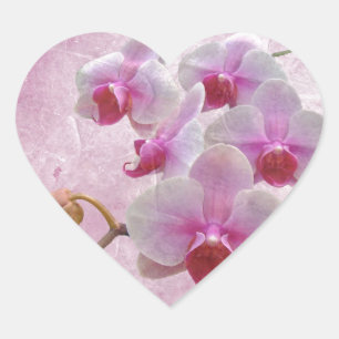 Rosa Moth Orchids - Phalaenopsis Herz-Aufkleber