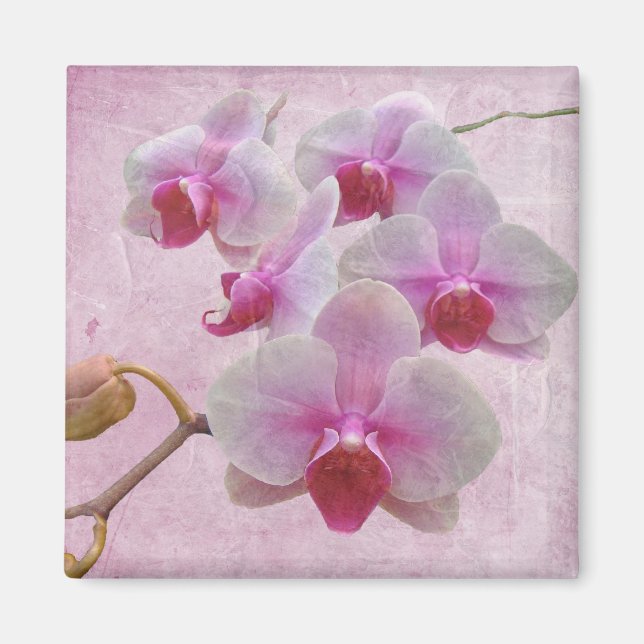 Rosa Moth Orchids - Phalaenopsis Magnet (Vorne)