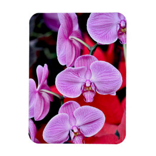Rosa Mottenorchideen-Druckmagnet Magnet