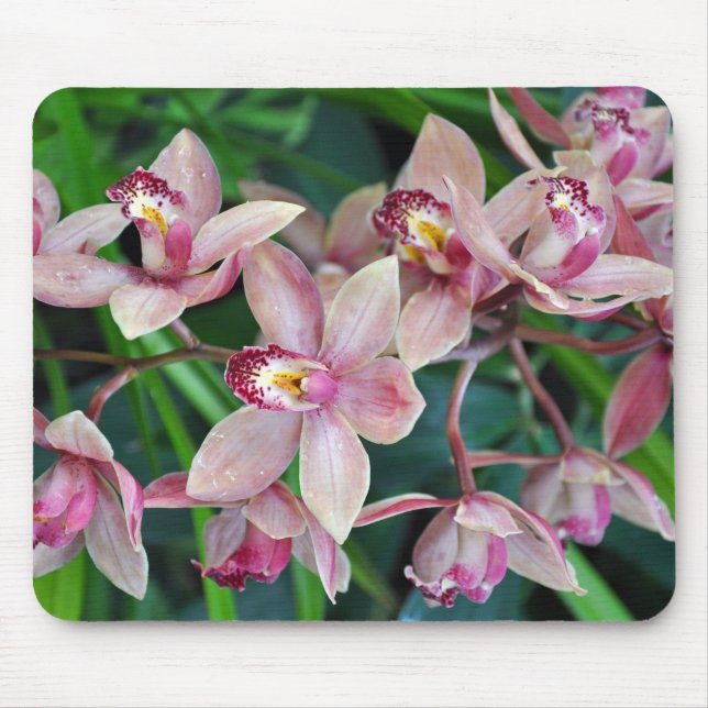 Rosa Mottenorchideen Mousepad (Vorne)