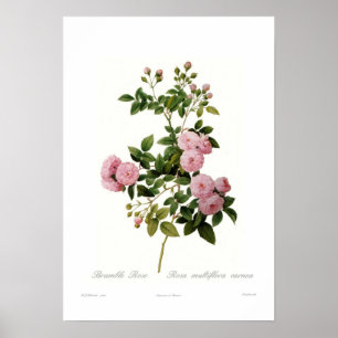 Rosa multiflora carnea (Bramble-Rose) Poster