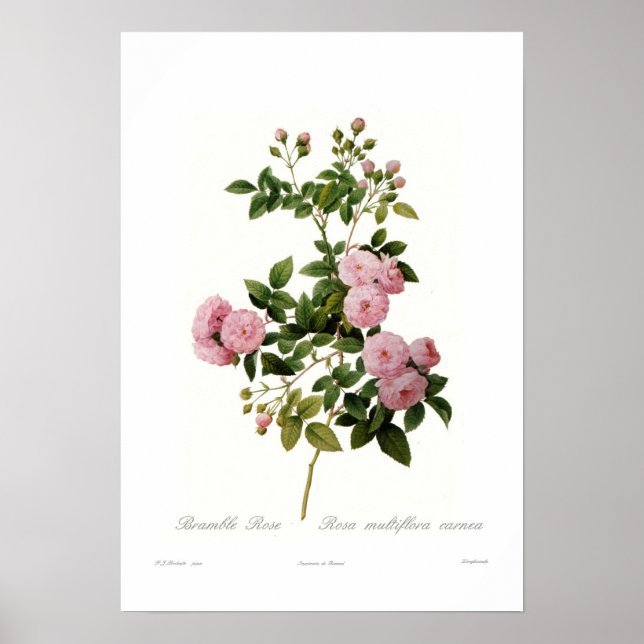 Rosa multiflora carnea (Bramble-Rose) Poster (Vorne)
