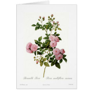 Rosa multiflora carnea (Brombeerstrauch-Rose)