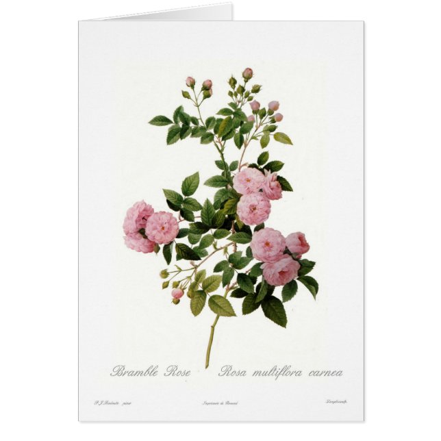 Rosa multiflora carnea (Brombeerstrauch-Rose) (Vorne)