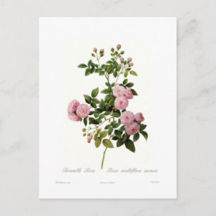 Rosa multiflora carnea(Multiflora-Rose) Postkarte