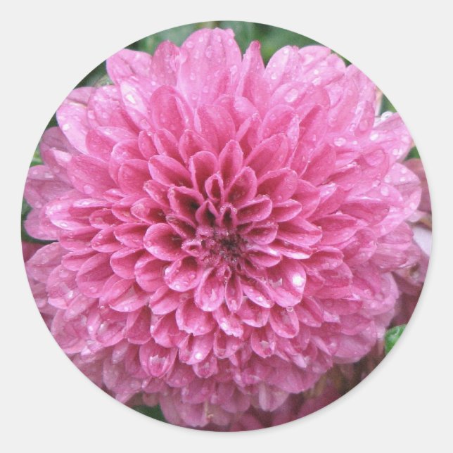 Rosa Mum Runder Aufkleber (Vorderseite)