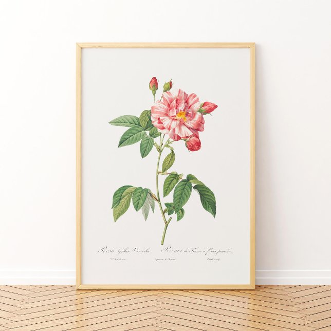 Rosa Mundi Vintage Florale Pink Französische Rose Poster (Von Creator hochgeladen)
