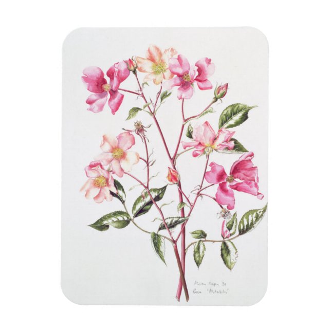 Rosa "Mutabilis" 1996 Magnet (Vertikal)