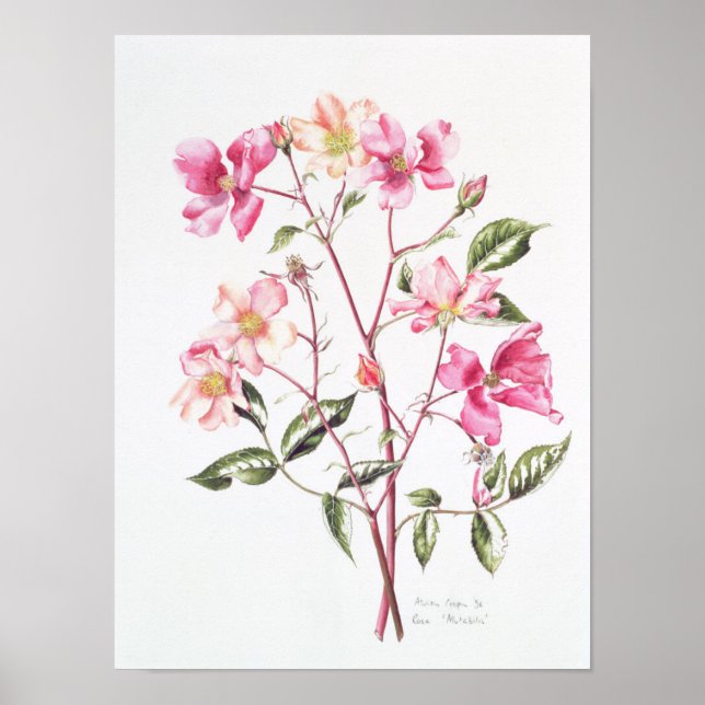 Rosa "Mutabilis" 1996 Poster (Vorne)