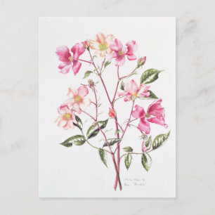 Rosa "Mutabilis" 1996 Postkarte