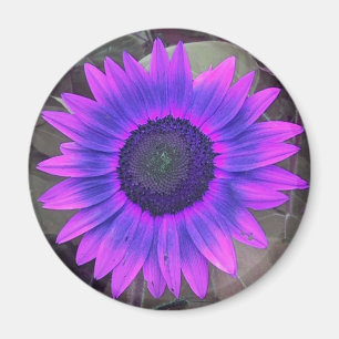 Rosa N lila Sonnenblumenmotive Magnet