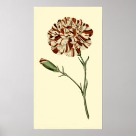 Rosa Narbe Poster
