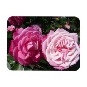Rosa Nelke Rosen Foto Vintage Geburtstag Magnet