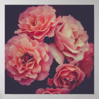 Rosa Nelken Blume