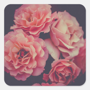 Rosa Nelken Blume Quadratischer Aufkleber