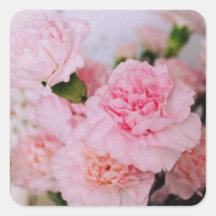 rosa Nelken Blumen im Vintage-Stil Fotografie