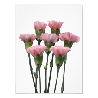 Rosa Nelken Fotodruck