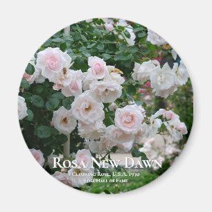 Rosa New Dawn Magnet