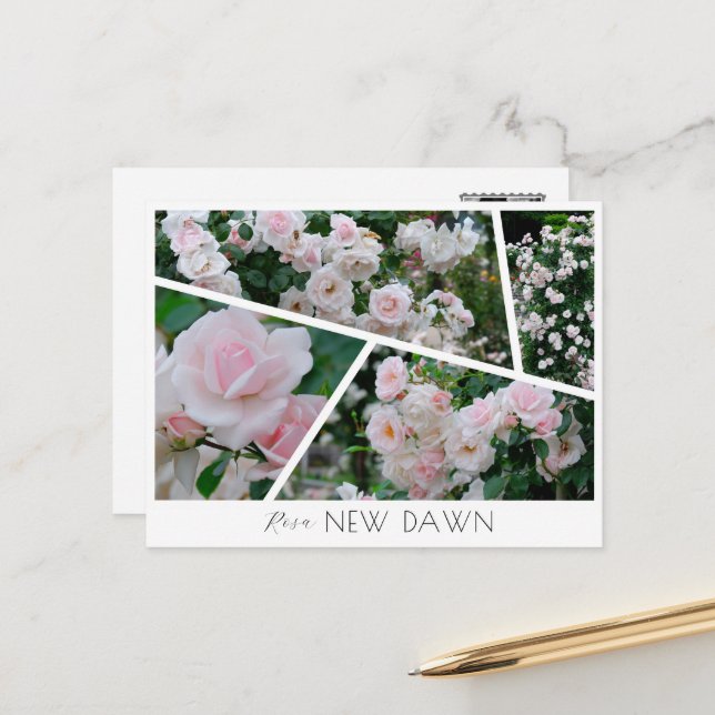  Rosa New Dawn Postkarte (Vorderseite/Rückseite Beispiel)