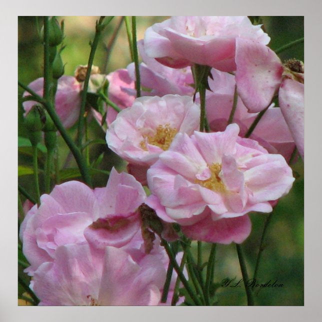 Rosa Noisette-Rose Poster (Vorne)