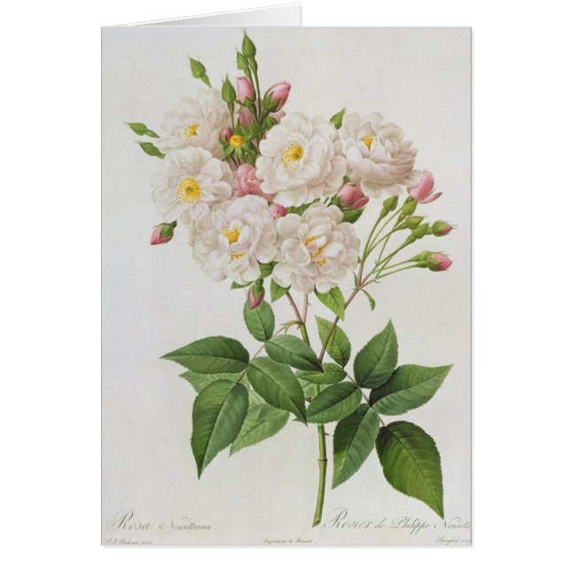 Rosa Noisettiana, from'Les Rosen (Vorne)